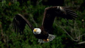 What to Know About Temple on Jeffrey Epstein's Island | Law & Crime