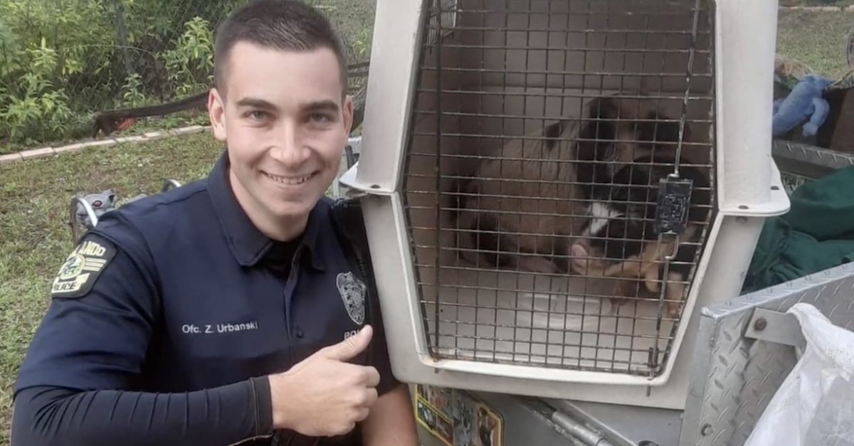 orlando police officer with rescued pig