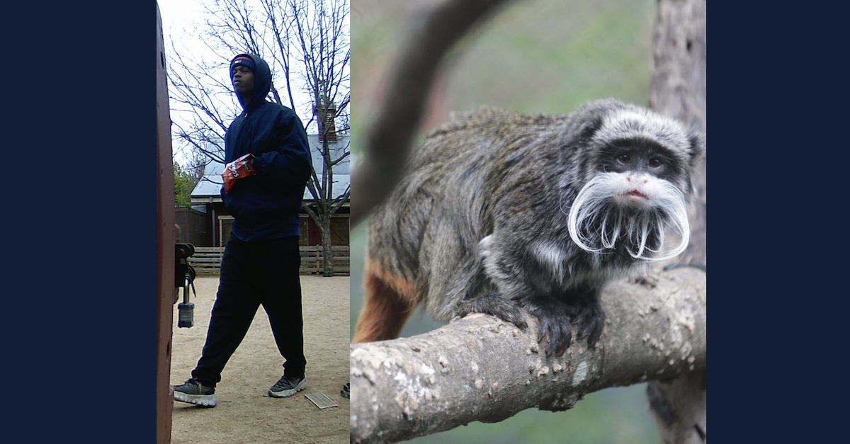 Dallas Police are looking for a man (L) in connection with a monkey (R) theft