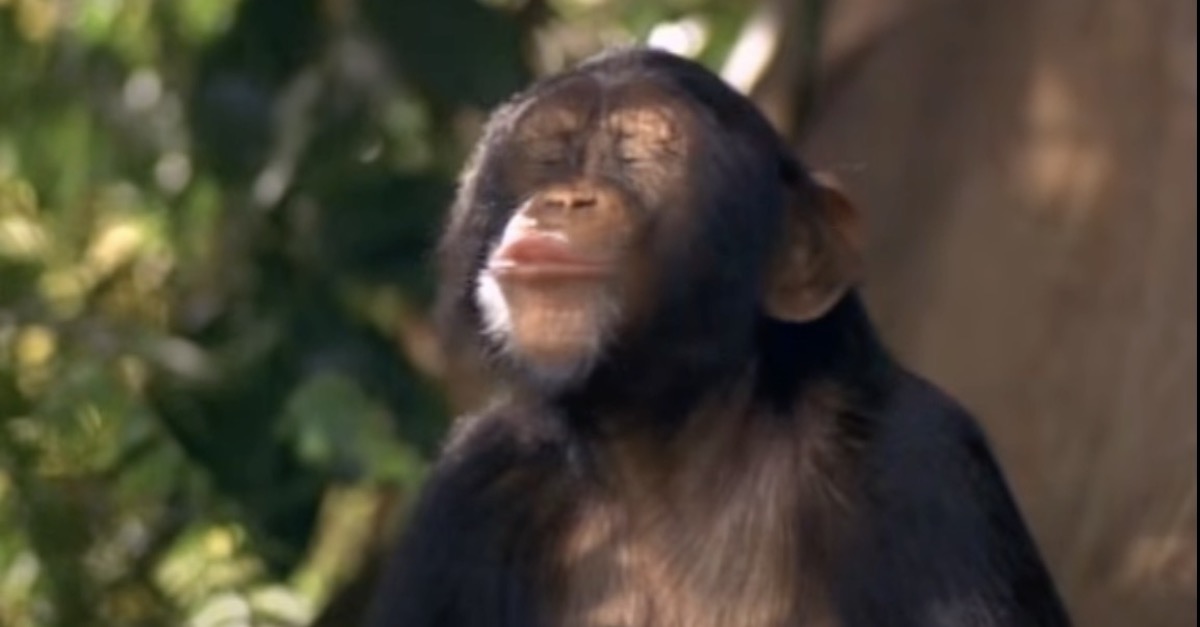 Tonka the chimpanzee appearing in the 1997 movie George of the Jungle (YouTube screengrab)