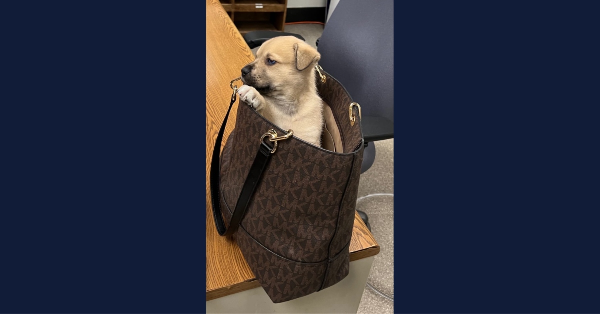Police said someone tossed this dog out of a moving vehicle in this designer bag. (Image: Los Angeles Police Department)
