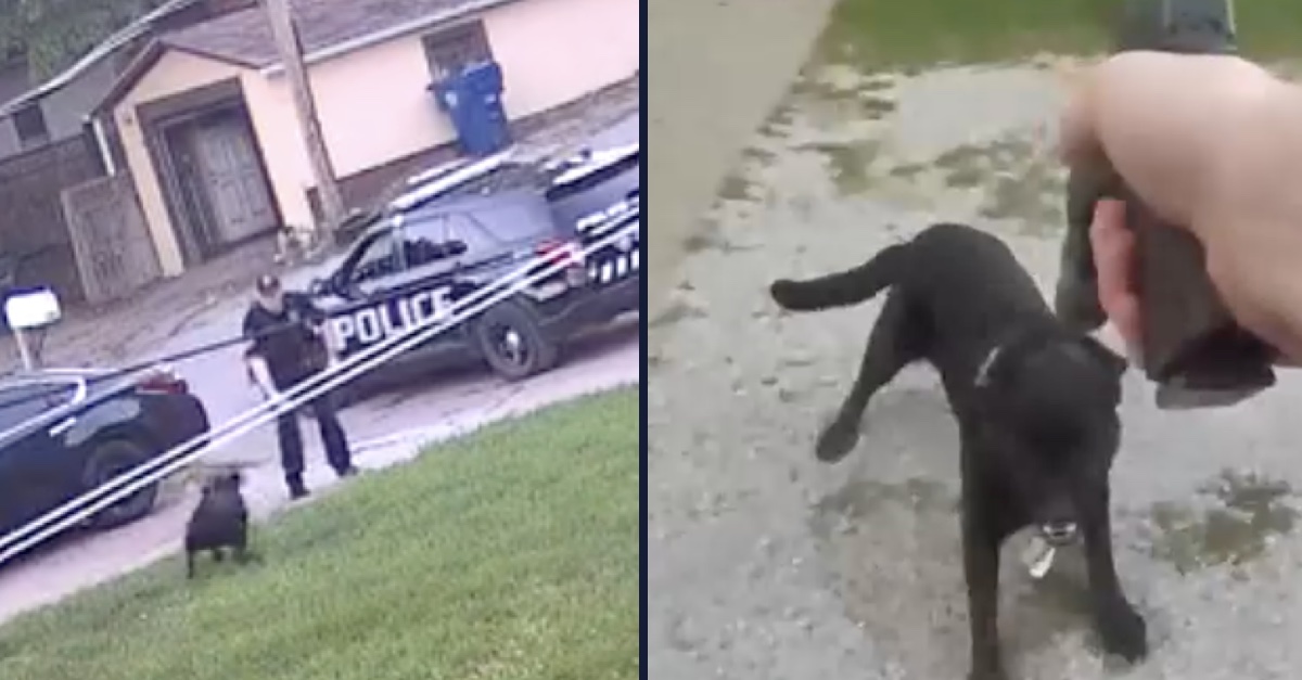 Family Demands Answers After Cop Shoots and Kills their Dog